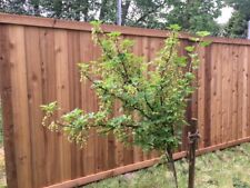 Cedar Zeder Zaun Palisade Sichtschutz Sichtblende Zaun