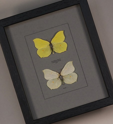 Schmetterling schaukasten - schmetterling, im