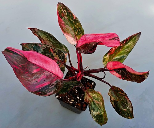 Philodendron pink princess - philodendron,
