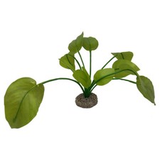 Aqua della anubias dekoration - della,