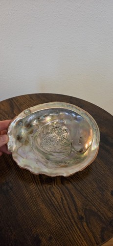 Große echte abalone - große,