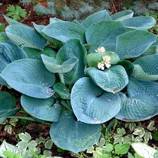 2 Hosta sieboldiana Elegans