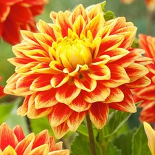 Dahlie Knolle Sommerblumen