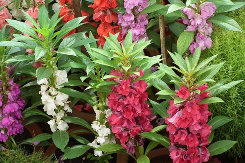 Saatgut impatiens balsamina - 20,