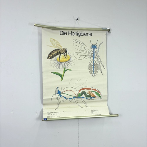 Vintage schulkarte die - vintage, –