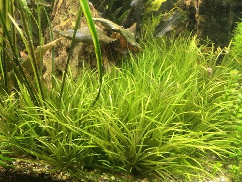 Blyxa japonica japanisches - *,