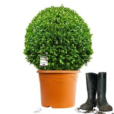 Buchsbaum kugel 55cm o - ,