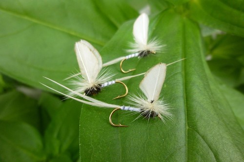 Mayfly adult maifliege - st.,