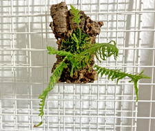 Polypodium formosanum – tropischer Tüpfelfarn auf Korkrinde, etabliert ?