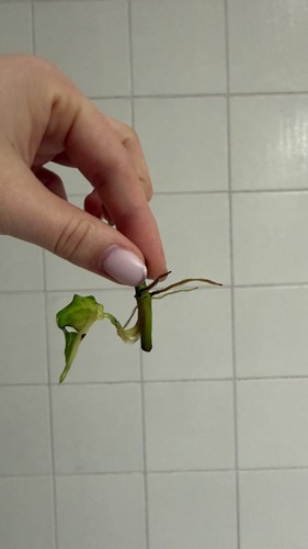 Philodendron fuzzy petiole - petiole, /