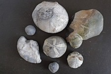 Seeigel  (Steinkerne) 