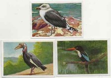 96/56 SAMMELBILD VÖGEL DER