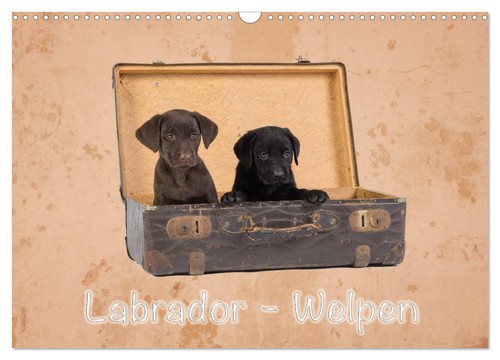Labrador welpen - -,