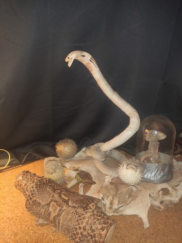 Taxidermie