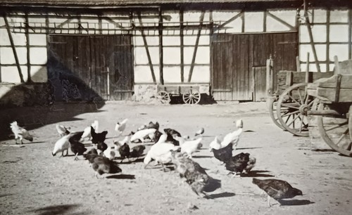 Hühnerhof hühner huhn hahn - hühnerhof,