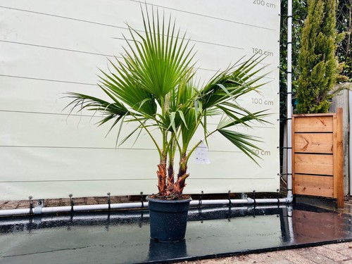 Tropictrees palme - tropictrees,
