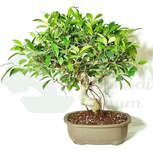 Bonsai chinesische feige - chinesische,