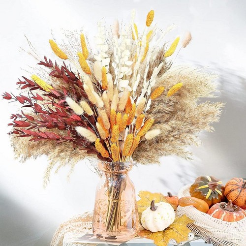Trockenblume pampasgras - trockenblume,