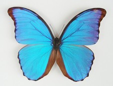 Morpho godarti didius