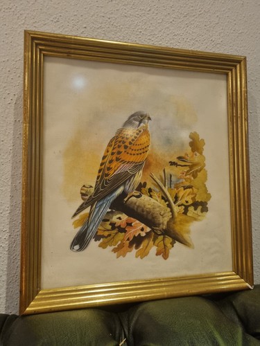 Antikes wandbild turmfalke - turmfalke, um