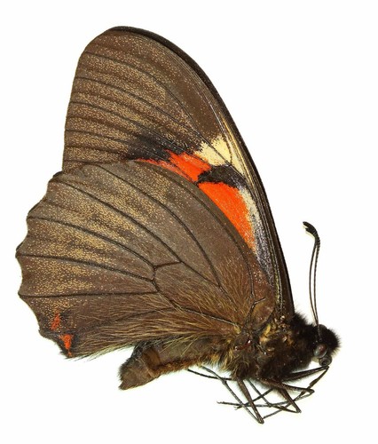 Lepidoptera papilionidae - lepidoptera,,