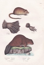 Biber beaver Bisamratte