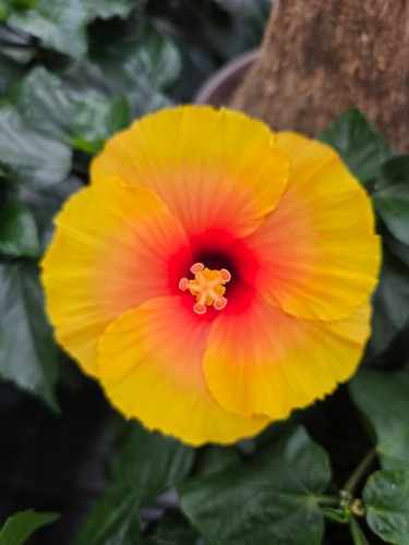 Hibiskus rosa sinensis nicht - hibiskus,
