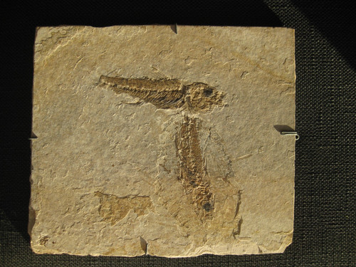 Fossil fisch cereste - fossil, france