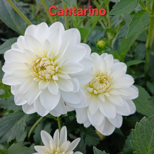 Dahlien samen gartenblumen - samen,