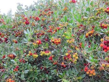 Samen vom Erdbeerbaum - das ganze Jahr über leckere Früchte in Hülle und Fülle