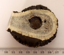 Geweihreste zum Basteln