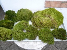 Basteln Hobby Herbstbasteln Adventsbasteln Moos Waldmoos Naturmoos Floristik