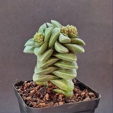 Crassula Springtime -