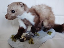 Tierpräparat Marder