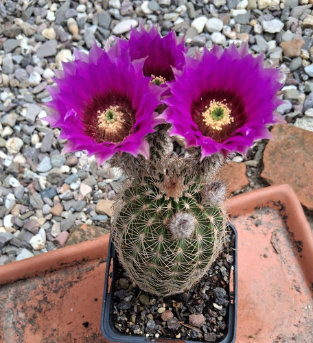 Es9 genau dieser echinocereus - es9,