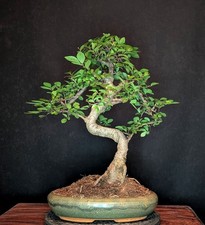 BONSAI CHINESISCHE ULME ULMUS