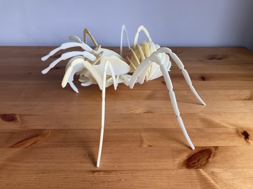 Rare tarantula spider skeleton - tarantula/spider,