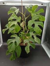 Aktion -30% !! Rhaphidophora