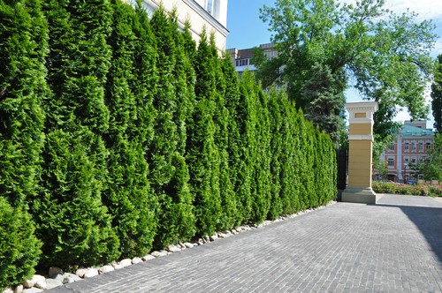 Thuja smaragd 50st 100cm - smaragd, 50st.