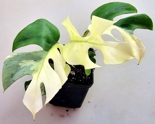 Rhaphidophora tetrasperma - rhaphidophora,