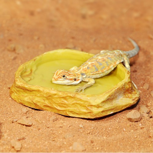 Habistat wasserschale vivarium - wasserschale,