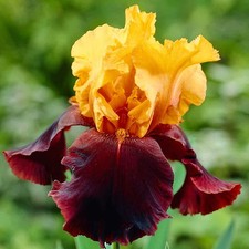 Iris Rhizom Staude Iris