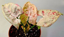 Syngonium Milk Confetti