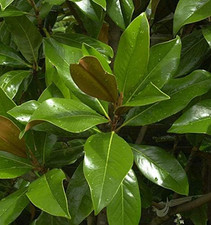 Immergrüne Magnolie