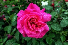 Wandbild: Eine rosa gefärbte