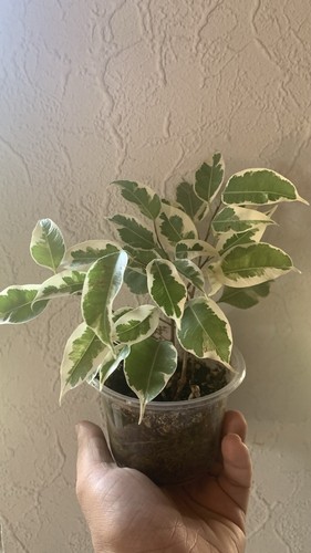 Ficus schefflera und - ficus,,