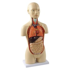 Mini Torso Anatomie Modell 42cm 16 teilig zweigeschlechtig Organe Gehirn Sockel