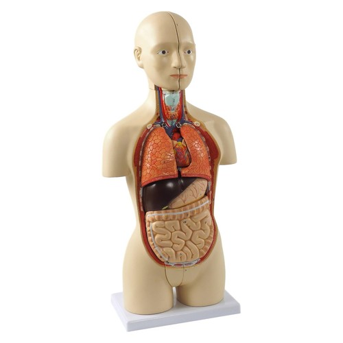 Mini torso anatomie modell - torso,