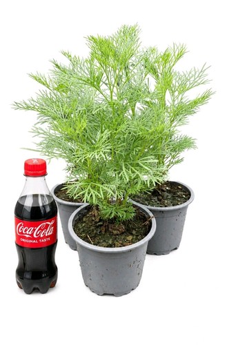 Cola strauch 3er set - cola-strauch,