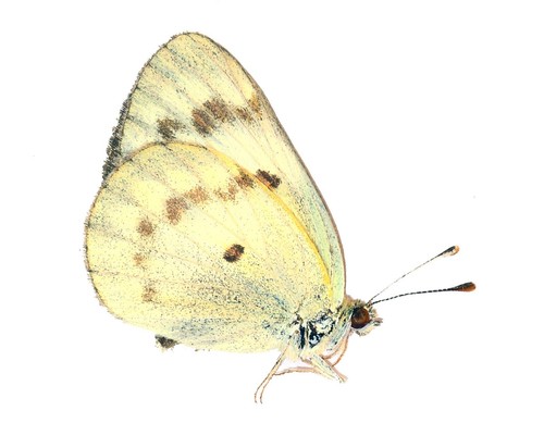 Lepidoptera pieridae colotis - lepidoptera,, pieridae,